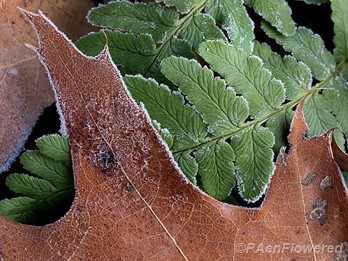 Frosted fern with leaf